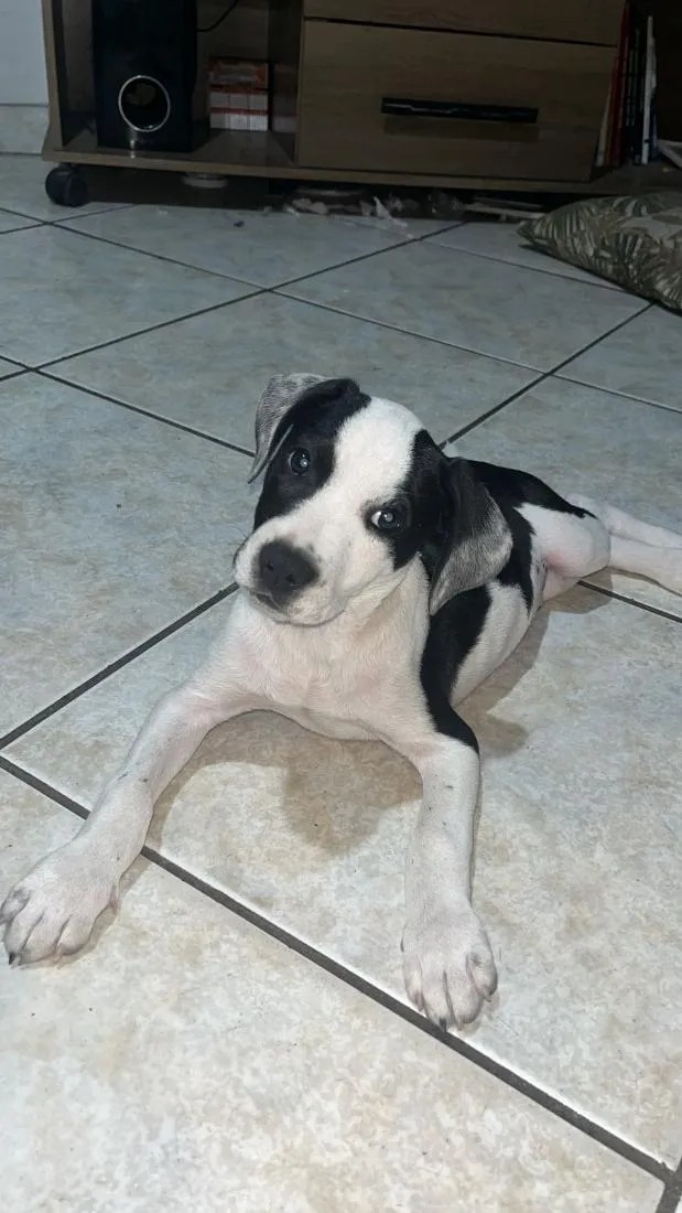 Cachorro raça SRD-ViraLata idade 2 a 6 meses nome sem nome