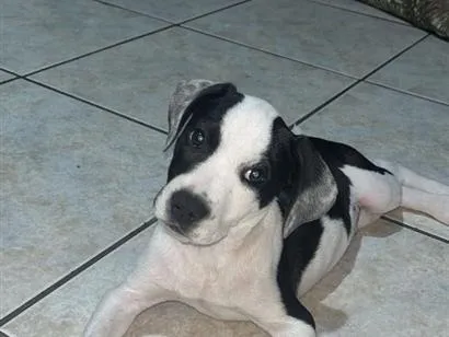 Cachorro raça SRD-ViraLata idade 2 a 6 meses nome sem nome