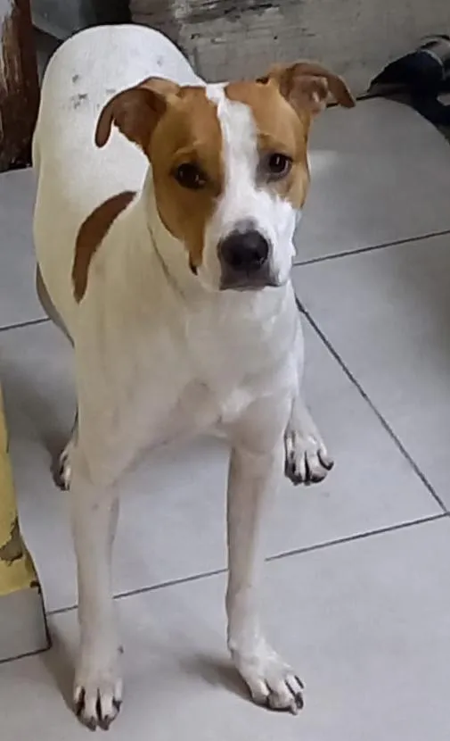 Cachorro raça SRD-ViraLata idade 2 anos nome Sem nome