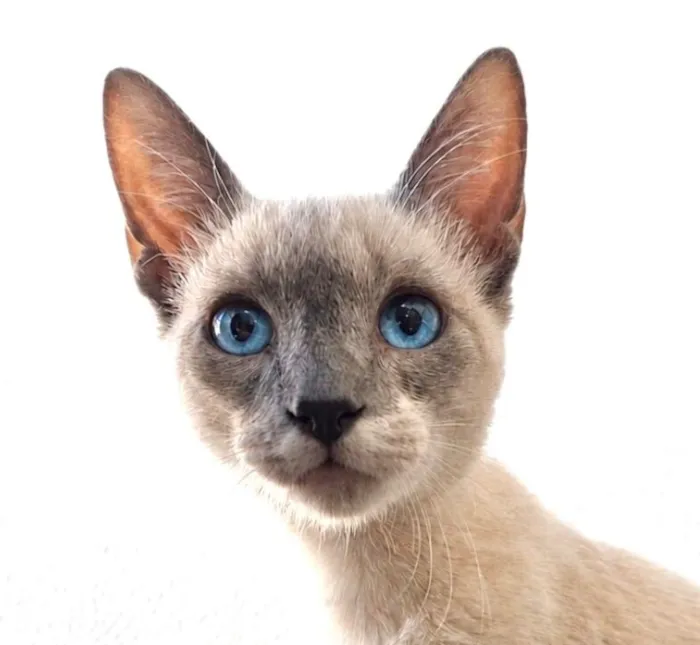 Gato raça Siamês idade 2 a 6 meses nome Kiko 