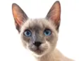Kiko 