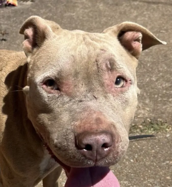 Cachorro raça Pit-Bull idade 1 ano nome Thor 