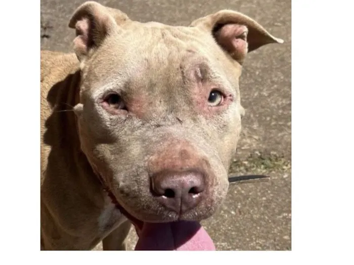 Cachorro raça Pit-Bull idade 1 ano nome Thor 