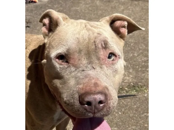Cachorro raça Pit-Bull idade 1 ano nome Thor 