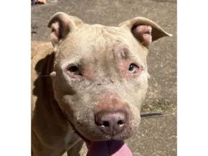 Cachorro raça Pit-Bull idade 1 ano nome Thor 