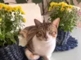 Ajax