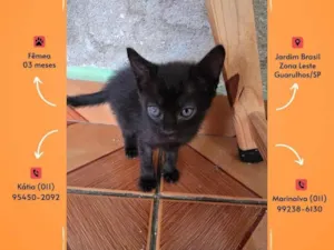Gato raça SRD-ViraLata idade 2 a 6 meses nome Sem nome