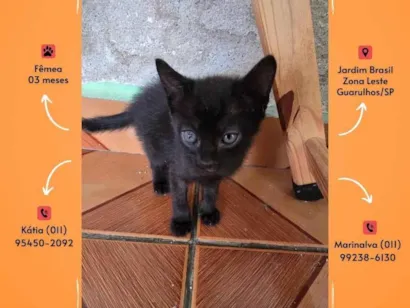 Gato raça SRD-ViraLata idade 2 a 6 meses nome Sem nome