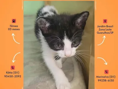 Gato raça SRD-ViraLata idade 2 a 6 meses nome Sem nome