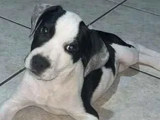 Cachorro raça SRD-ViraLata idade 2 a 6 meses nome sem nome