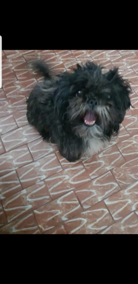 Cachorro raça Shitzu idade 2 anos nome jade