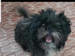 Cachorro raça Shitzu idade 2 anos nome jade