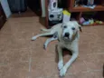 cabuloso