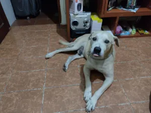 Cachorro raça SRD-ViraLata idade 6 ou mais anos nome cabuloso