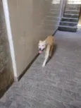 cabuloso