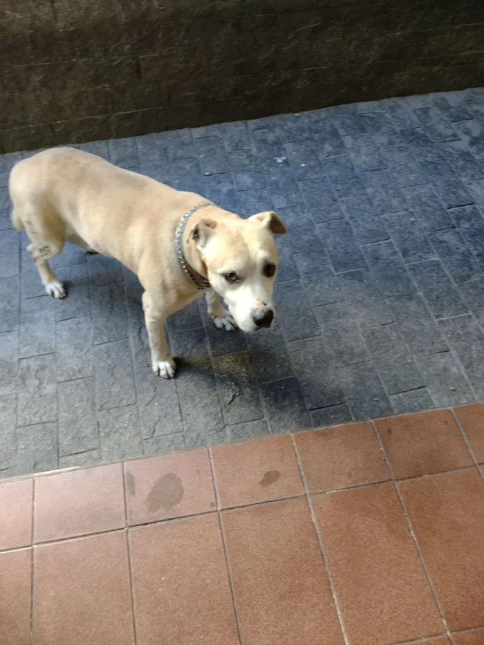 Cachorro raça SRD-ViraLata idade 6 ou mais anos nome cabuloso