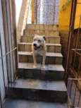 cabuloso