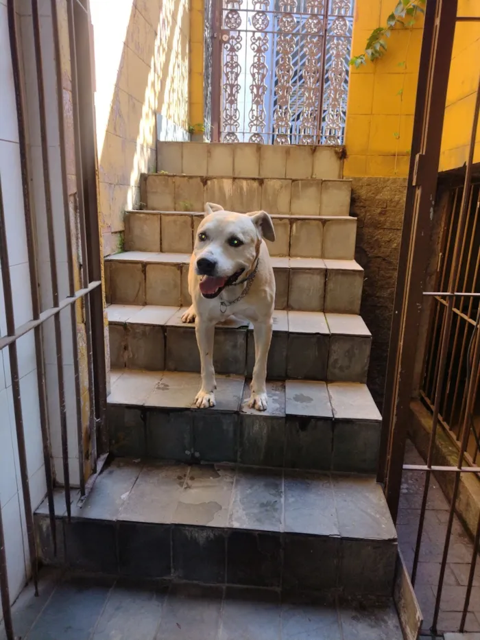 Cachorro raça SRD-ViraLata idade 6 ou mais anos nome cabuloso
