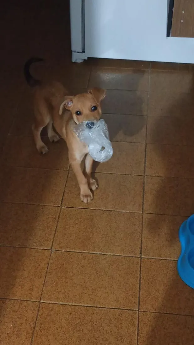 Cachorro raça SRD-ViraLata idade 2 a 6 meses nome Spyke