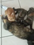 tres gatinhos e uma mãe gata 