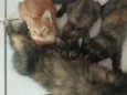 tres gatinhos e uma mãe gata 