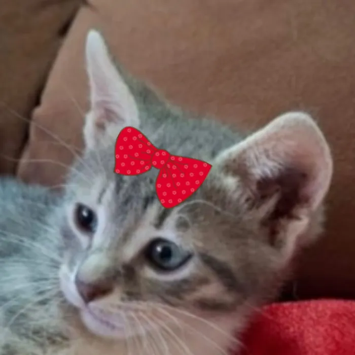 Gato raça SRD-ViraLata idade 2 a 6 meses nome Ane 