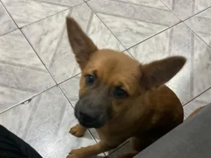 Cachorro raça SRD-ViraLata idade 2 a 6 meses nome Kiara