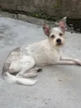 Pirata