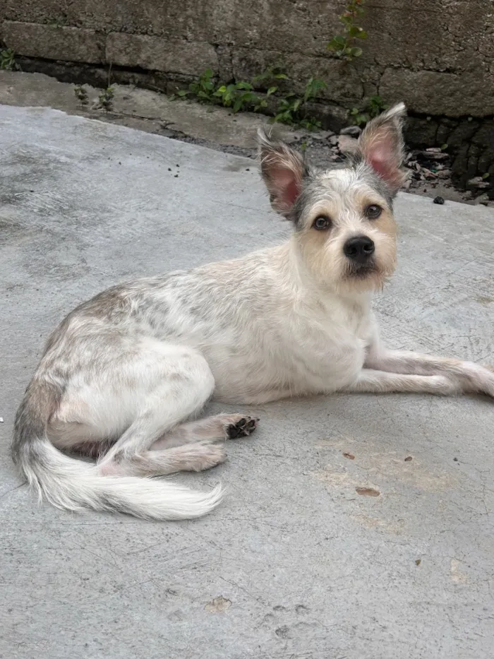 Cachorro raça SRD-ViraLata idade 1 ano nome Pirata