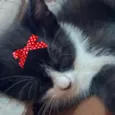 Mika 