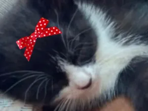Gato raça SRD-ViraLata idade 2 a 6 meses nome Mika 