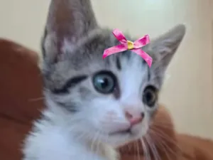 Gato raça SRD-ViraLata idade 2 a 6 meses nome Kika 