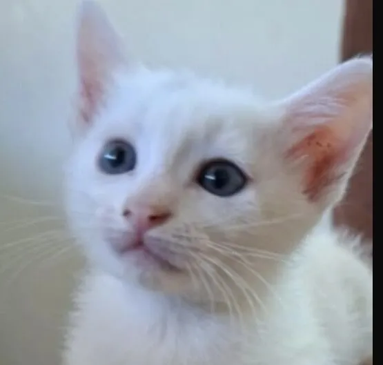 Gato raça SRD-ViraLata idade 2 a 6 meses nome Bob