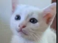 Bob