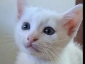Gato raça SRD-ViraLata idade 2 a 6 meses nome Bob