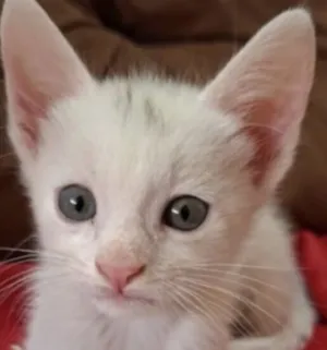 Gato raça SRD-ViraLata idade 2 a 6 meses nome Pingo 