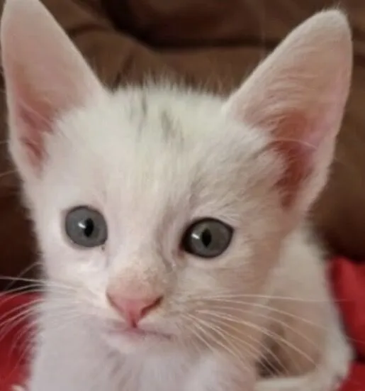 Gato raça SRD-ViraLata idade 2 a 6 meses nome Pingo 