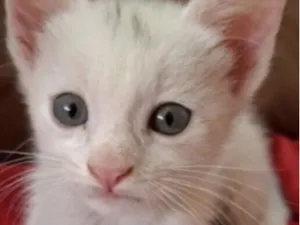 Gato raça SRD-ViraLata idade 2 a 6 meses nome Pingo 