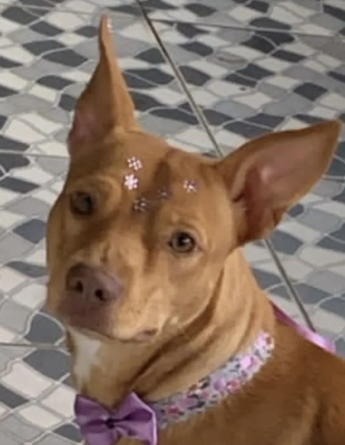 Cachorro raça SRD-ViraLata idade 1 ano nome Belinha 