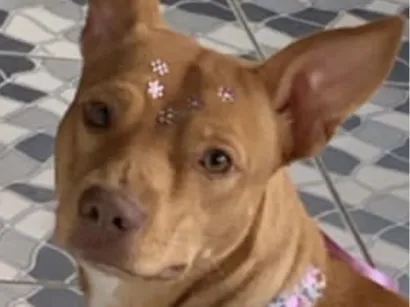 Cachorro raça SRD-ViraLata idade 1 ano nome Belinha 