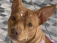 Belinha 