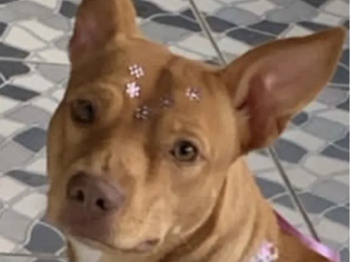 Cachorro raça SRD-ViraLata idade 1 ano nome Belinha 