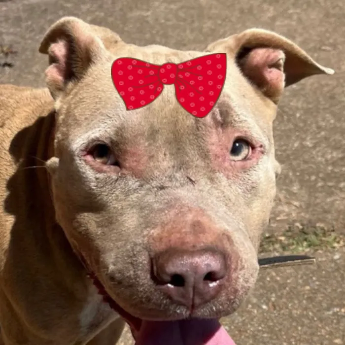 Cachorro raça Pit-Bull idade 1 ano nome Cacau 