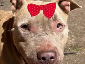 Cachorro raça Pit-Bull idade 1 ano nome Cacau 