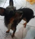 estrela