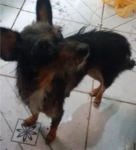 Cachorro raça SRD-ViraLata idade 6 ou mais anos nome estrela