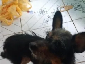 Cachorro raça SRD-ViraLata idade 6 ou mais anos nome estrela