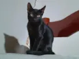 Sem nome - Pretinhos