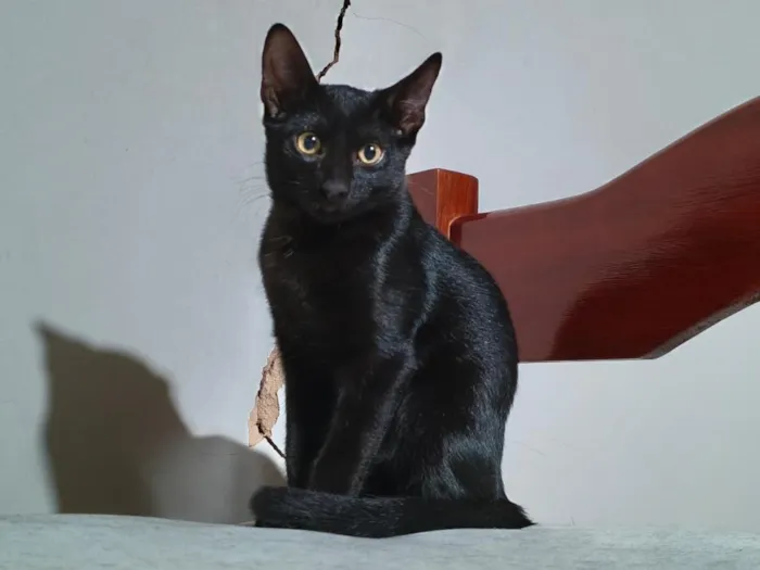Gato raça SRD-ViraLata idade 2 a 6 meses nome Sem nome - Pretinhos