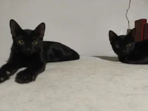 Gato raça SRD-ViraLata idade 2 a 6 meses nome Sem nome - Pretinhos